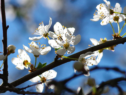 Blüten eines Baumes